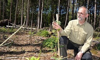 Förster Stephan Klotz hat auf einem Areal im Holter Wald Pflöcke gesetzt, um zu sehen, wie die dort gesetzten Baumpflänzchen bereits gewachsen sind. Die Eberesche ist schon fast stockhoch, allerdings vom Wild zurückgebissen worden. - Karin Prignitz