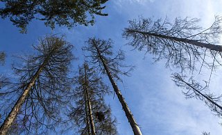 Trockenheit und der Borkenkäfer machen den Fichten arg zu schaffen. - picture alliance / Goldmann