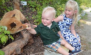 Gefunden: Anton (1) und Katharina (5) begeben sich beim Hegeringfest den Waldlehrpfad und finden, dass der präparierte Fuchs, der zusammen mit fünf anderen Tieren in der Wapelaue platziert worden ist, „ganz schön gefährlich“ aussieht. - Sibylle Kemna