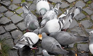 Stadttauben - hier auf dem Alten Markt - sind meist verwilderte Brieftauben und keine Wildtiere mehr. Sie können ohne die Essensreste, die Menschen in der Stadt übrig lassen, nicht überleben. - Frank-Michael Kiel-Steinkamp