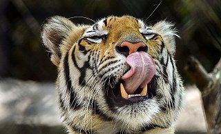 Die Behörden riefen die Bevölkerung auf, sich sofort zu melden, wenn sie den Tiger sehen. (Archivbild) - CHE-RSK/PTI/dpa