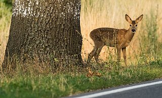Reh voraus: Rund um Waldgebiete, Wiesen und Felder ist besondere Wachsamkeit und Bremsbereitschaft gefragt. - Patrick Pleul/dpa/dpa-tmn