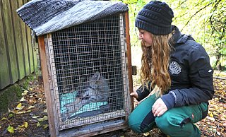 Der Tierpark Olderdissen gibt eine einjährige Wölfin nach Hanau ab, damit sie dort in einer anderen artgerechten Haltung leben kann - Sarah Jonek