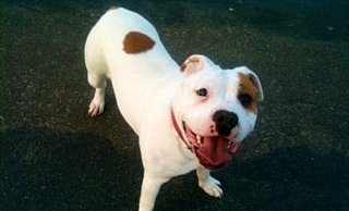 Bulldog-Mix Hündin Bounty ist 10 Jahre alt. - Privat