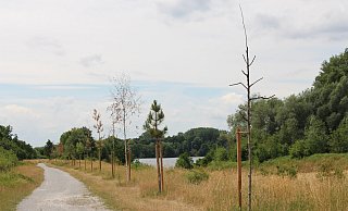 30 Bäume wurden im Rahmen des 1000-Bäume-Projekts im vergangenen Jahr von der Stadt am Tallesee gepflanzt. Überlebt haben die wenigsten. - Pauline Maus