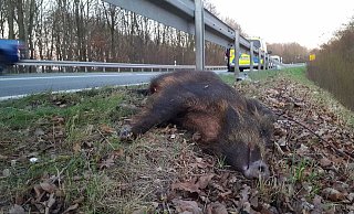 Die Polizei appelliert an alle Verkehrsteilnehmer, vor allem in der Dämmerung und der Dunkelheit angemessen zu fahren, um bei einem möglichen Wildwechsel noch rechtzeitig reagieren zu können..  - Symbolfoto: David Schellenberg