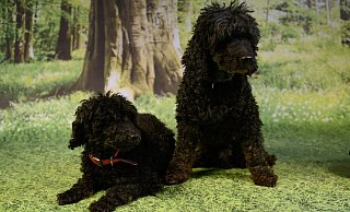 Nach einem Notfall im Tierheim gelandet: Aki und Totto. - Tierschutzverein Bielefeld