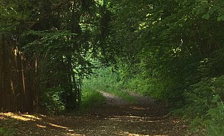 Am Morgen fand ein Mann im Wald in der Nähe der Bodelschwinghstraße einen großen Tierkadaver. - Symbolfoto: Pixabay / Creative Commons