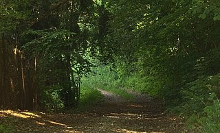 Die Opfer wurden auf eine Abkürzung durch den Wald gelockt. Auf Höhe der A33-Lärmschutzwand warteten dann die sogenannten Pedo-Hunter. - Symbolfoto: pixabay / Creative Commons