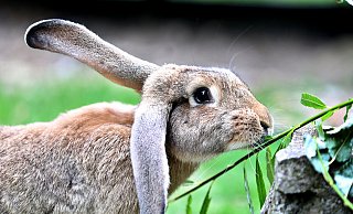 Ob das schmeckt?: Der Deutsche Riese schnuppert erstmal vorsichtig. - Sarah Jonek