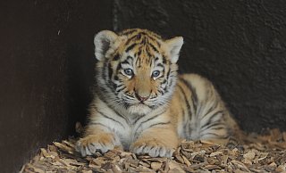 Putzig: Die beiden Tigerbabys liegen gern eingekuschelt in einer Ecke im Gehege. - Joern Spreen-Ledebur
