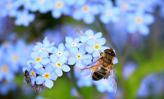 Der Schutz von Insekten ist immens wichtig. - Pixabay