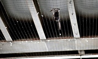 Das Netz unter der Bielefelder Bahnbrücke wurde im vergangenen Jahr zur Todesfalle für die Tauben in Bielefeld.