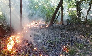 In der Nähe des Damwildgeheges in der Oeynhausener Schweiz hat der Waldboden am Dienstagabend gebrannt. - Feuerwehr Bad Oeynhausen