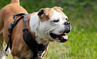 Old English Bulldog Daisy ist auch bei niedrigen Temperaturen schon ganz knapp einer Überhitzung entkommen, obwohl sie sich nur ein paar Minuten lang über einen anderen Hund aufgeregt hatte. - Tierheim Bielefeld