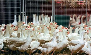 Zuchtgänse laufen durch einen Stall. An Weihnachten wird nach Befürchtung von Geflügelzüchtern wegen der kursierenden Vogelgrippe so mancher auf die traditionelle Weihnachtsgans verzichten müssen. - Jan Woitas/dpa-Zentralbild/dpa