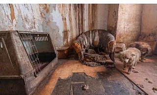 Ein Hunde-Albtraum: Die Tiere leben praktisch unversorgt im Dreck, es stinkt bestialisch. - Privat