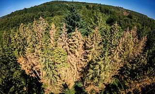 Dem Wald in NRW geht es schlecht. - Torben Gocke
