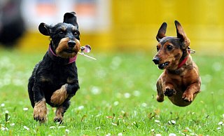 Auch in Bünde sind viele Einwohner auf den Hund gekommen. - Verwendung weltweit, usage worldwide