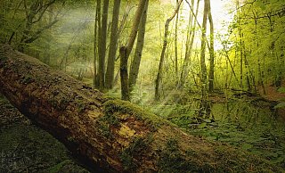 Ein Wanderer entdeckte den Kahlschlag zufällig. - Symbolfoto