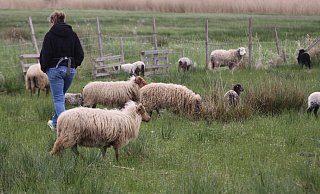 Alexandra Pesch inmitten ihrer Herde im Füllenbruch. Die Schäferin ist geschockt über den Verlust ihrer Lämmer. - Björn Kenter