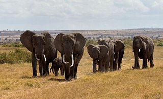 In der Nähe des Unfallorts befindet sich ein privater Wildpark, in dem zahlreiche Elefanten leben. (Symbolbild) - Eva Krafczyk/dpa