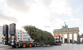 Der Baum vor dem Aufstellen am Brandenburger Tor. Foto: Universal Transport - Universal Transport
