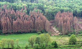 Braune Flächen: Die Schäden durch den Borkenkäfer sind in ganz Deutschland sichtbar. - Torsten Wegener