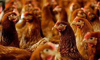 Dem Kreis Herford liegt ein - derzeit noch nicht vollständiger - Antrag auf den Bau eines Maststalles für 80.000 Hühner auf einer Fläche von fast 7.000 Quadratmeter am Baringhof vor. - Ralf Bittner