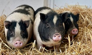 Die drei Mini-Schweine sind jetzt im Tierheim Lübbecke untergebracht. - Tierheim Lübbecke