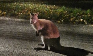 An der Kilverstraße in Rödinghausen hat Dennis Grützmacher das Tier gesehen und mit dem Smartphone fotografiert. - Dennis Grützmacher