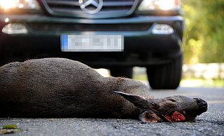 Auffallend viele Unfälle mit Wildtieren gibt es im Kreis Gütersloh. Nun wird nach Lösungen gesucht. - picture alliance / dpa