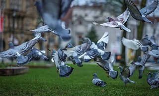 Tauben vor dem Bielefelder Rathaus: Zuletzt wurden sie dort noch von Freiwilligen des Tierschutzvereins gefüttert. Damit ist jetzt Schluss. - Sarah Jonek