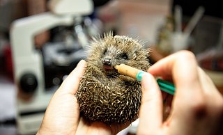 Verletzte oder hilfsbedürftige Wildtiere wie dieser kleine Igel kommen in OWL häufig vor. - Michaela Heinze