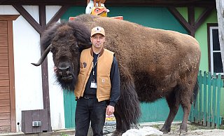 Marcel Krämer hat mit mit dem 15 Jahre alten Bison "Nightwolf" nicht nur für die Westernshow im Safariland, sondern auch für die Filmreihe "Woodwalkers" trainiert, auf einem Podest zu stehen. - Karin Prignitz