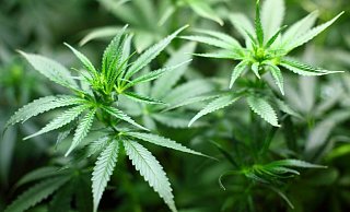 Illegal: Immer wieder entdeckt die Polizei im Mühlenkreis professionelle Cannabis-Indoorplantagen. - Pixabay