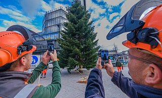 Auf dem Jahnplatz steht ein Weihnachtsbaum, ebenso auf dem Alten Markt und vor dem Rathaus. - Andreas Zobe