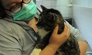 Lotte ist eine alte Dame. Sie hat bereits 16 Jahre auf dem Katzenbuckel und ist dehalb schwer vermittelbar. "Dabei", so Anne Mähling, ist Lotte eine echte Schmusemaus. - Heiko Kaiser