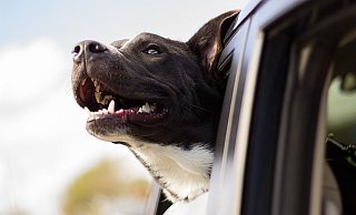 Bei Hitze dürfen Kinder und Tiere nicht allein im Auto zurückgelassen werden, sonst droht Lebensgefahr. - Pixabay (Symbolbild)