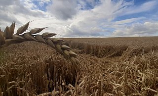 Die Ernte ist im Kreis Paderborn in vollem Gang. Während die Gerste bereits zum größten Teil abgemäht ist, steht zum Beispiel der Weizen noch. Aber die Felder haben - wie hier bei Niederntudorf - durch den Starkregen gelitten. - Uwe Müller