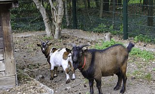 Ungewöhnliche Gäste im Tierheim Paderborn: die Ziegenböcke Fritz und Franz. - Tierheim Paderborn