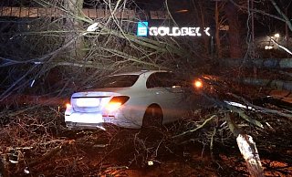 Der Mercedesfahrer bemerkte den umgestürzten Baum zu spät. - Polizei Bielefeld