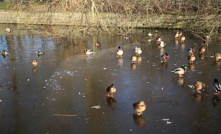 Das Eis am Steinmeisterpark ist nicht dick genug, um Menschen zu tragen. Enten kommen hingegen gut zurecht. - Archivfoto Björn Kenter