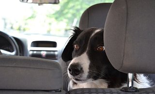Weil sie ihren Hund in der Sommerhitze mehrere Minuten lang allein und ohne Trinkwasser in ihrem Auto eingesperrt haben, muss ein Brakeler Ehepaar jetzt zahlen. - Pixabay