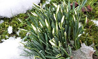 Schneeglöckchen, die sich ihren Weg durch die abtauende Schneedecke bahnen, sind ein echter Klassiker des Vorfrühlings. - Meiko Haselhorst
