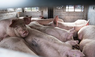 Schweine bei der Anlieferung des Fleischunternehmens Tönnies in Rheda-Wiedenbrück in einem Viehtransporter, zeigt diese Aufnahme aus dem Jahr 2017. - picture alliance / Bernd Thissen/dpa