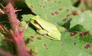 Ein Laubfrosch auf einem Brombeerblatt an den Röteteichen in Spenge. - Karin Wessler