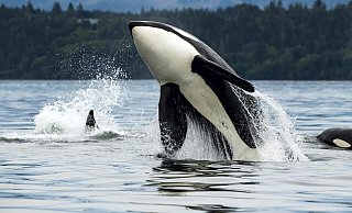 Bisher ist nicht ein einziger Fall eines Angriffs eines freilebenden Orcas auf einen Menschen dokumentiert. - picture alliance / All Canada Photos
