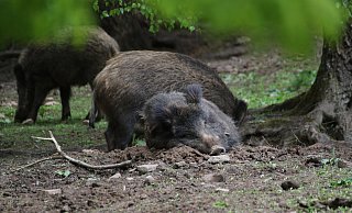 In Polen, unweit der deutschen Grenze, wurde die Afrikanische Schweinepest bei einem Wildschwein nachgewiesen. - Simone Flörke