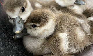 Für die Küken ging es von L637 auf die Polizeiwache in Paderborn. - Polizei Paderborn